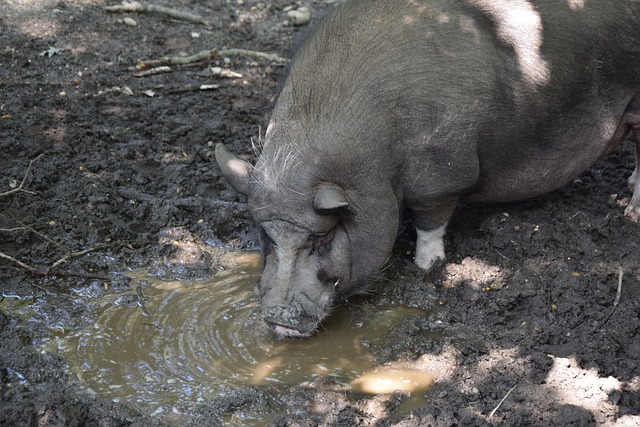 他的封盖和 他的封盖和